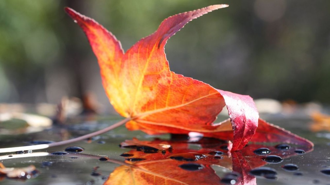 В ближайшие выходные дни состоится Первенство Благовещенска по парусному спорту под названием "Осенний лист"